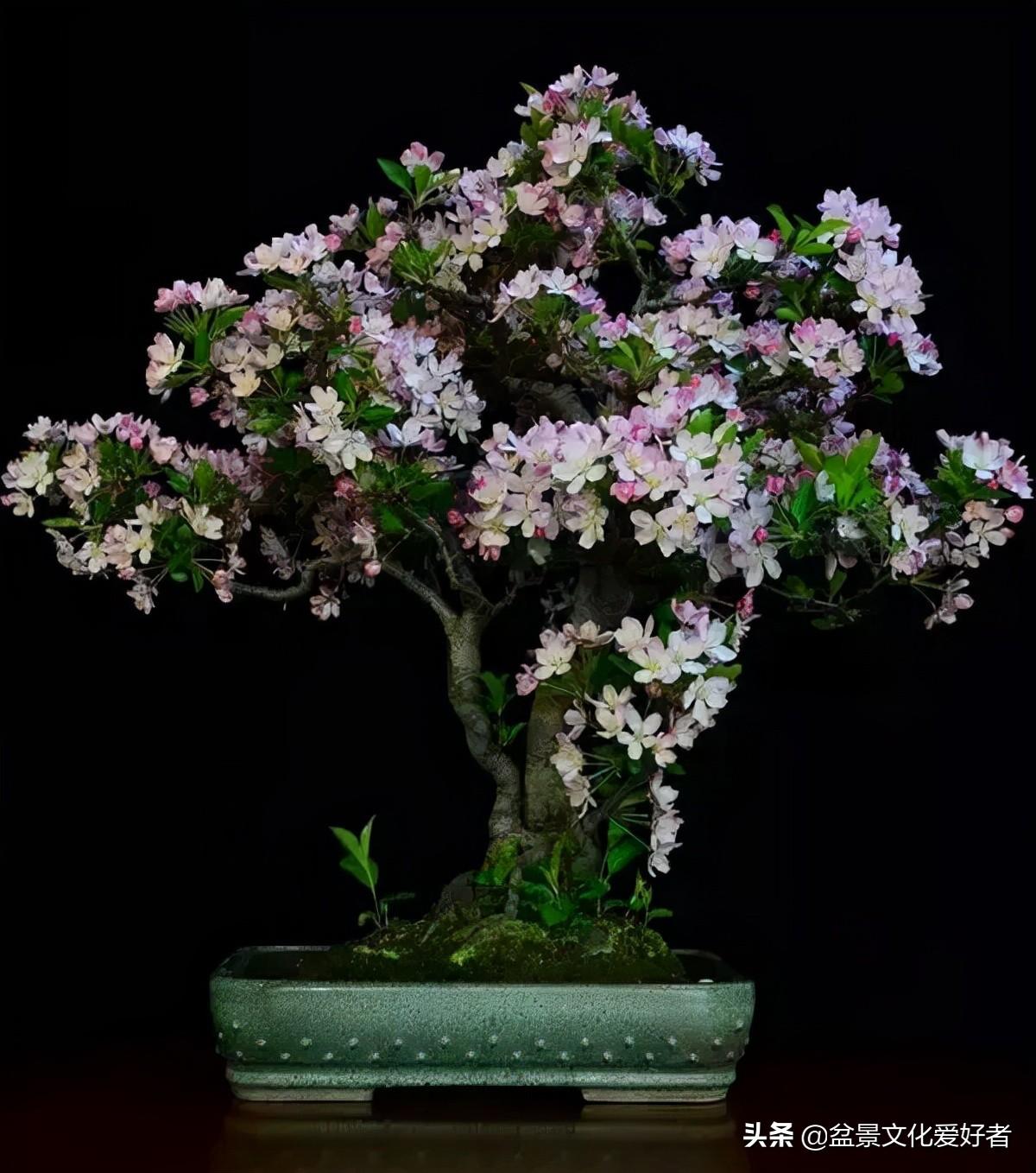 垂丝海棠的特点是什么(垂丝海棠盆景的欣赏)插图(3)