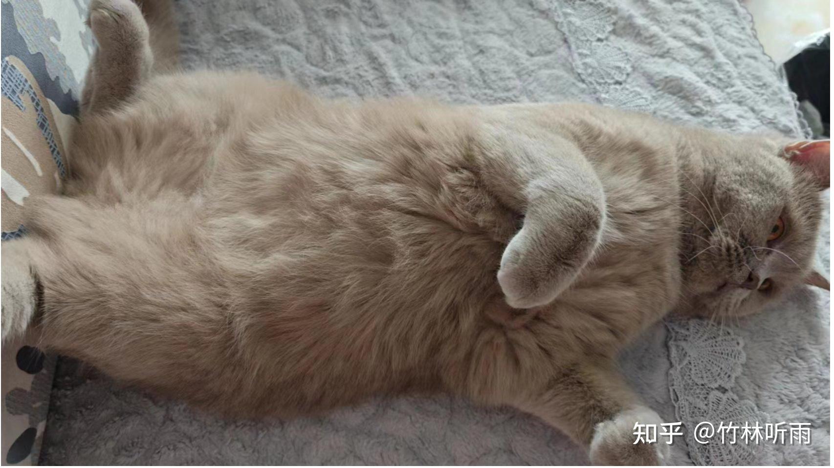 胖猫瘦猫,你更喜欢哪种? - 知乎