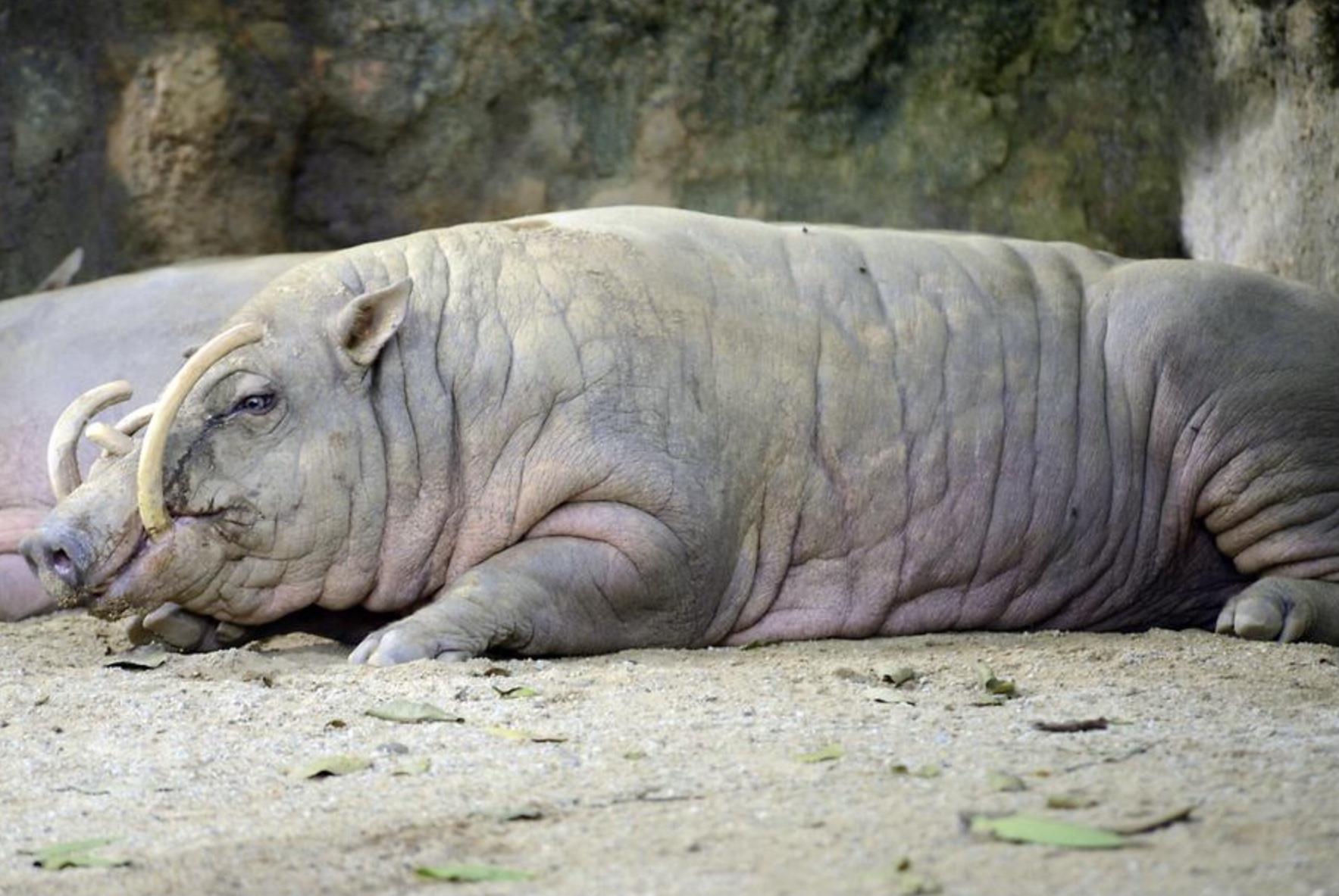 动物园真的有猪吗? - 知乎