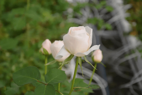切花玫瑰知多少 知乎