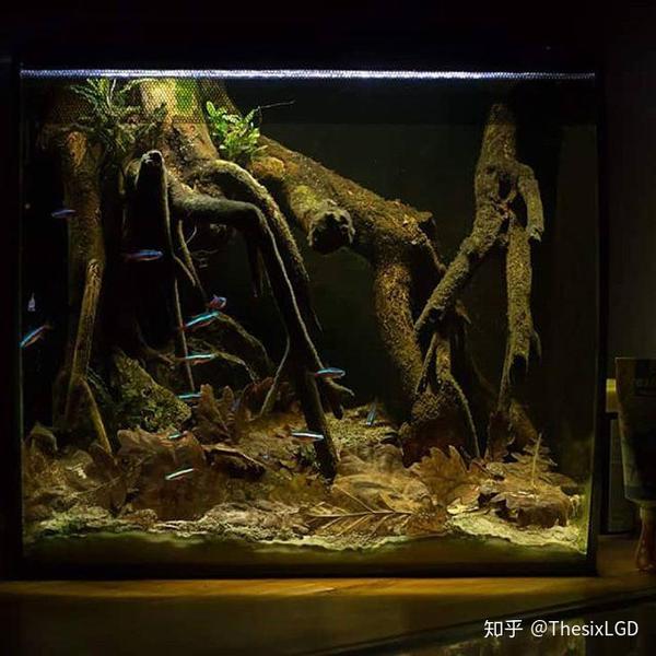 草缸从零开始 说说鱼缸日常困扰之一的 油膜 知乎 草缸从零开始 说说鱼缸日常困扰之一的 油膜 知乎