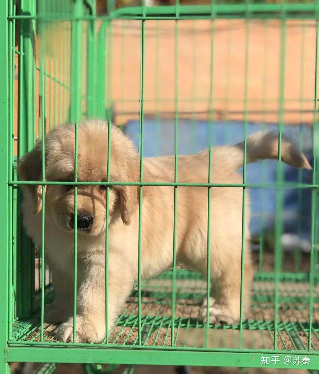 怎样挑选小猎犬 v2-204a8e6d6c57a6adf89281c4cf56d4bc_r.jpg