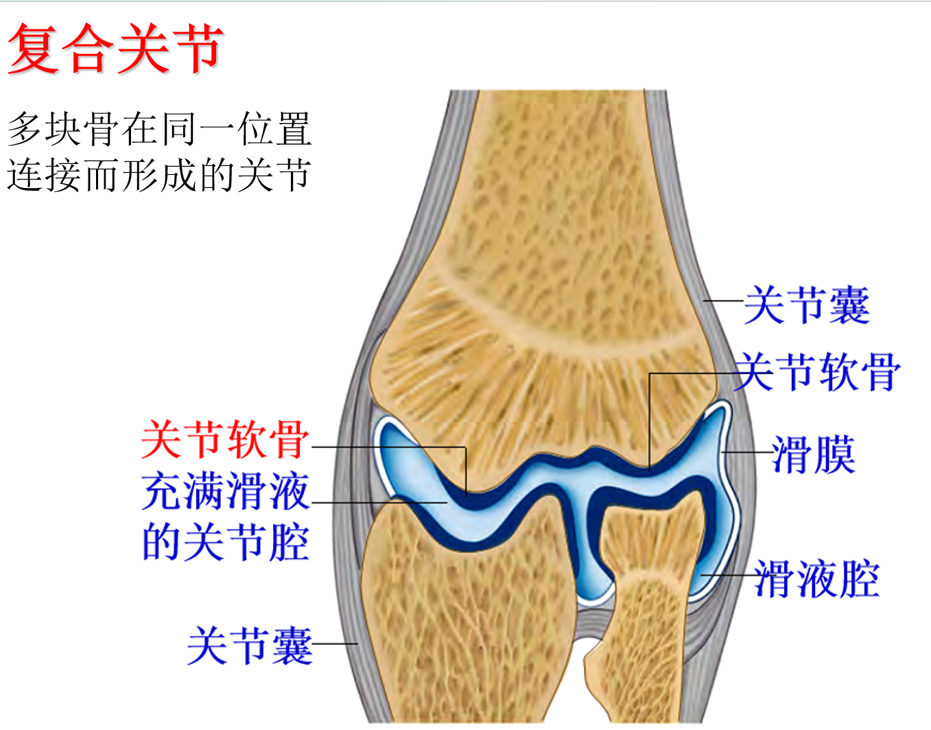 骨连接 · 间接连接