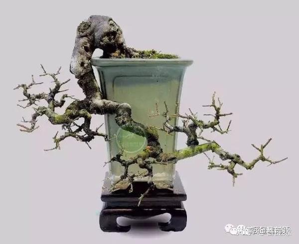 盆景"捞月",韵味十足