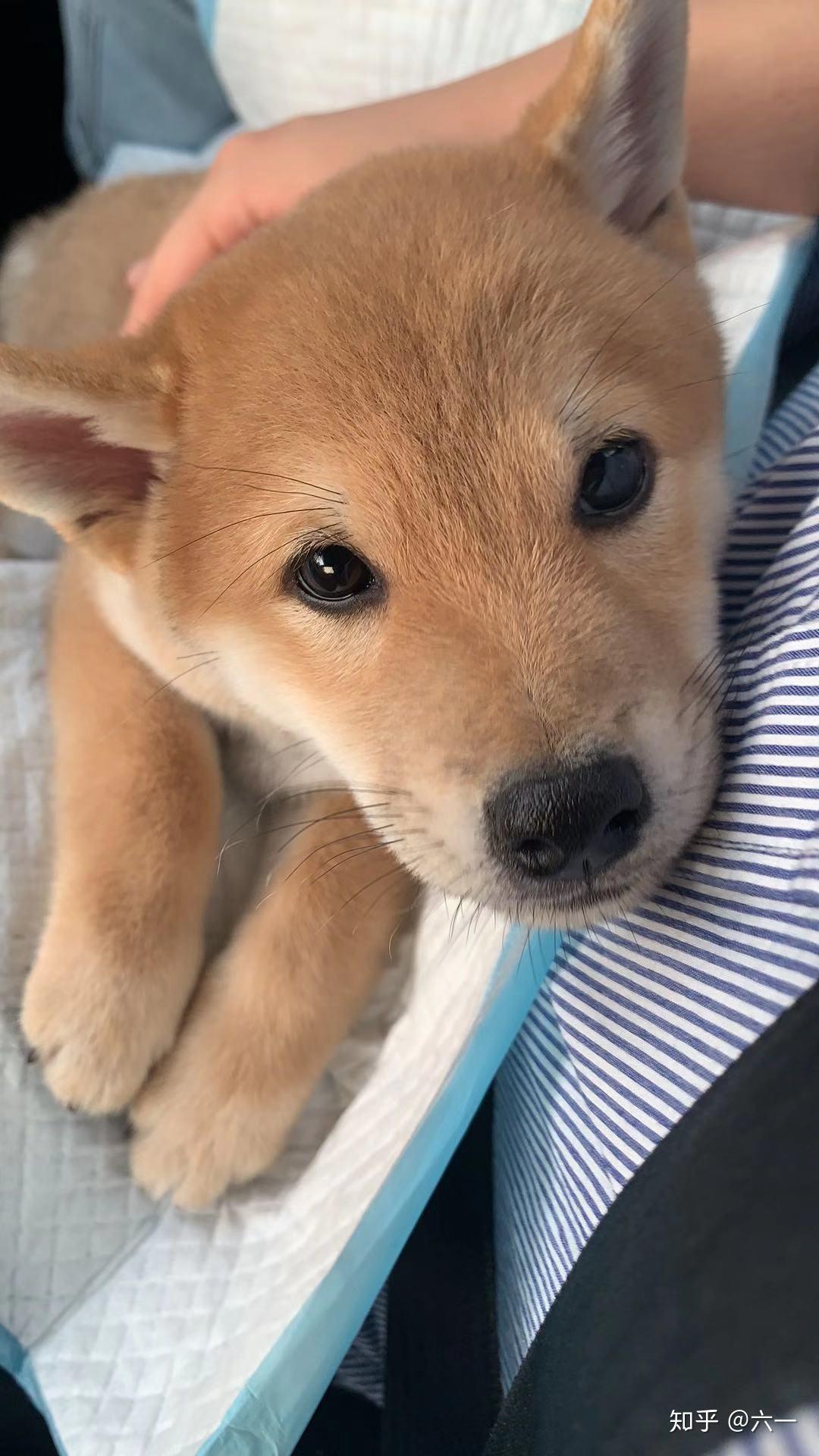歪头杀柴犬 v2-205a091b4e8ca659c4cdf39e51b042f8_r.jpg