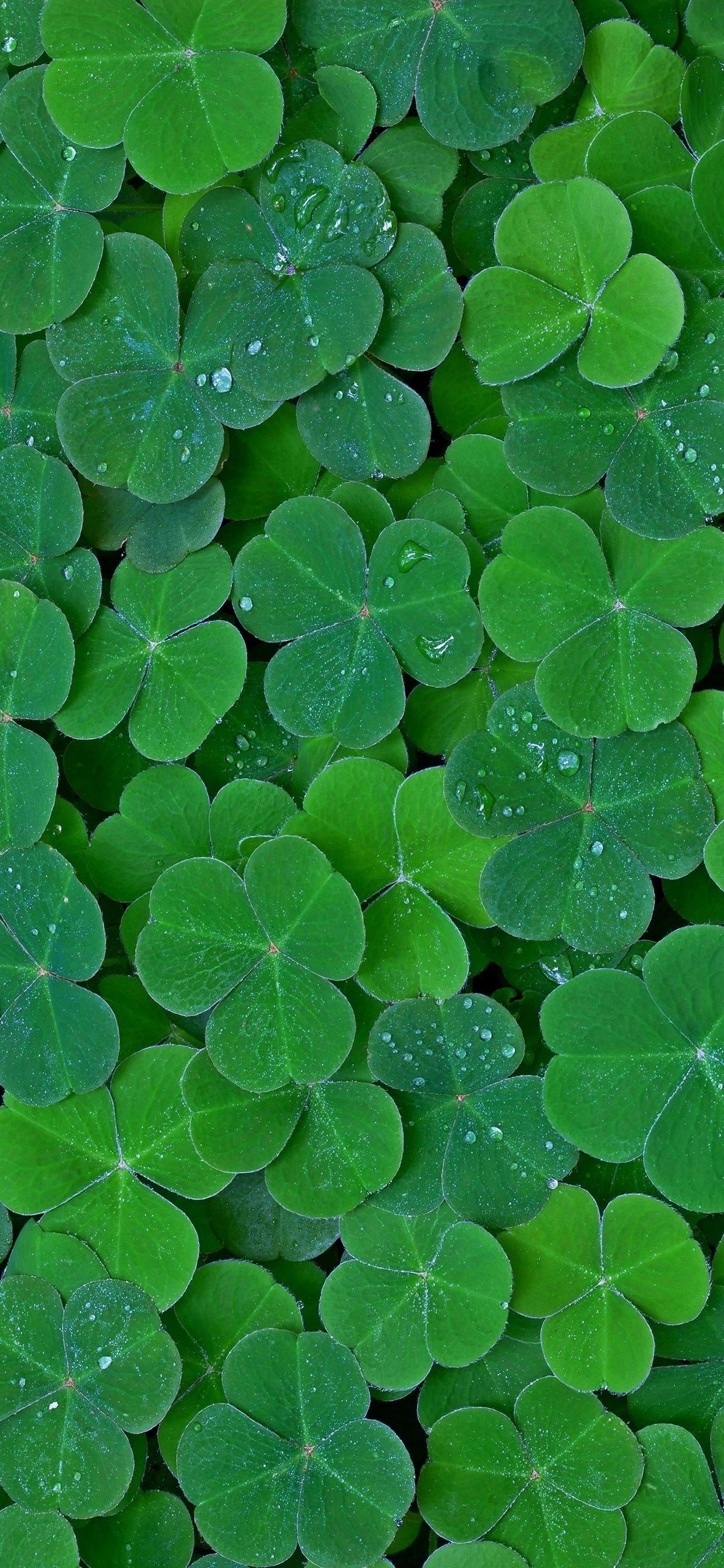 iphone 11自用无水印高清壁纸