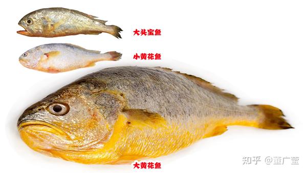 吃了这么多年黄花鱼,原来大黄花鱼和小黄鱼不是一种鱼,还有一种大头宝鱼,长见识了!你会区分吗?吃过哪种鱼?你觉得哪种鱼好吃? - 知乎