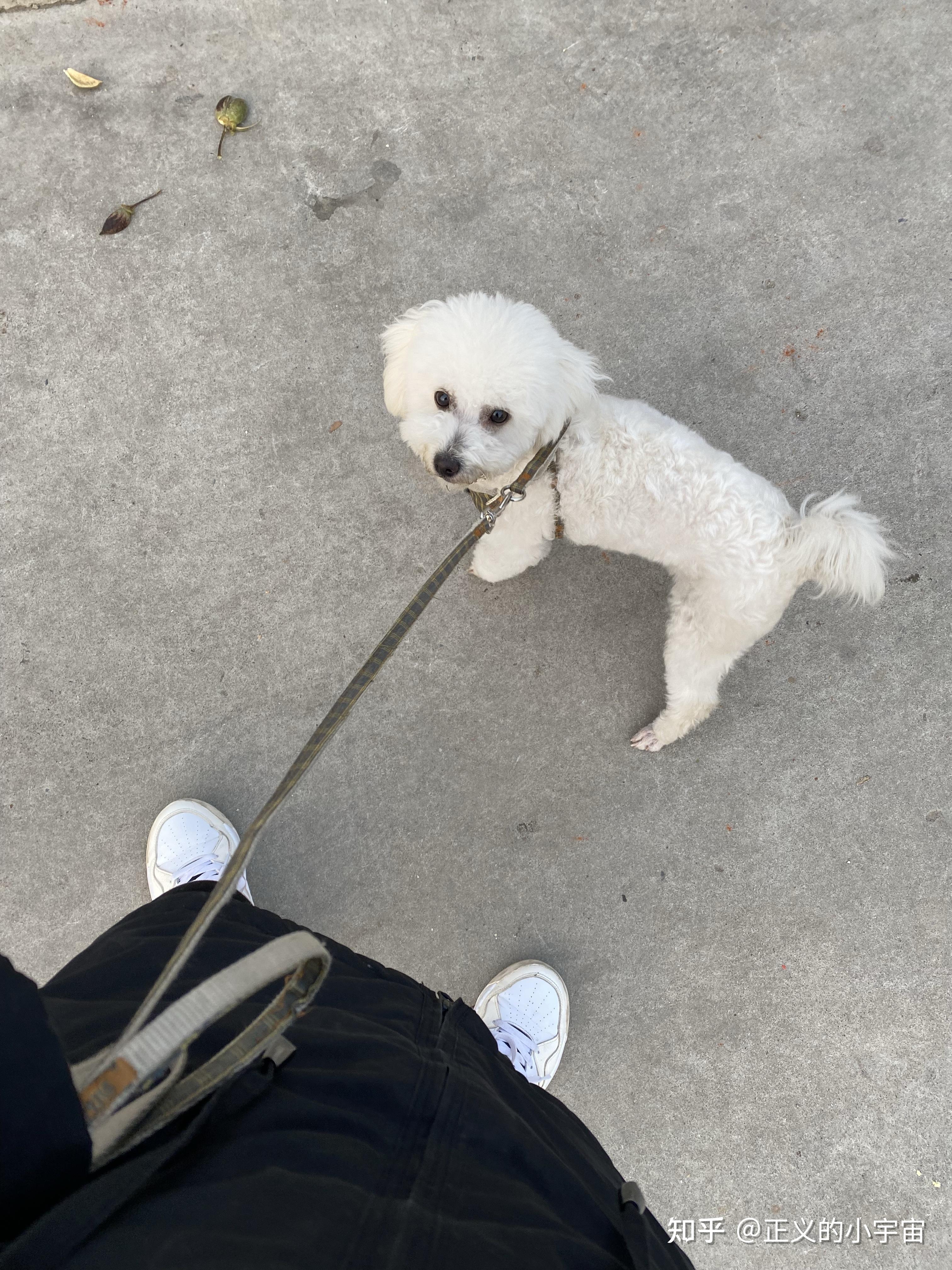 白色比熊跟棕色泰迪会串出什么样的狗?