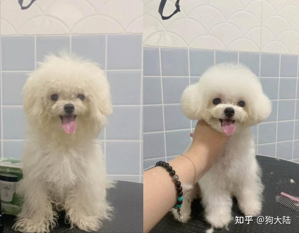 比熊逐渐退出宠物市场真相有7个很现实