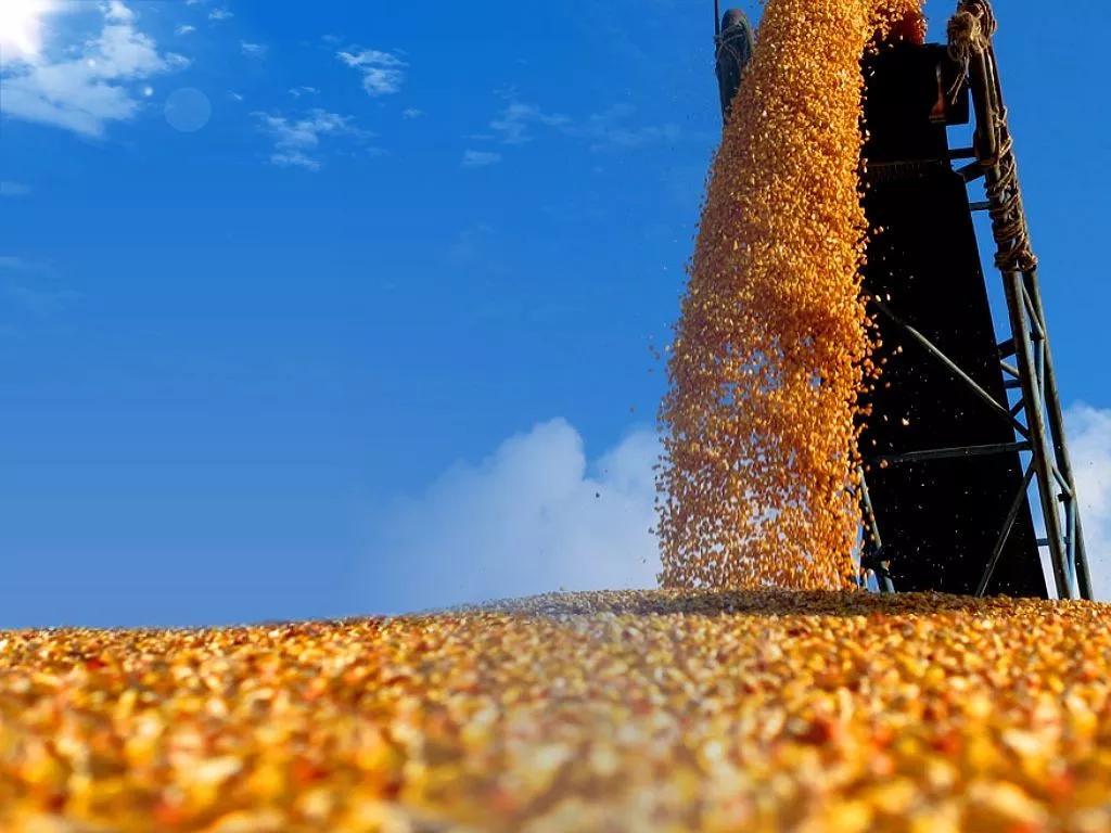 农发行上海分行营业部近日赴东北进行储备粮库存检查