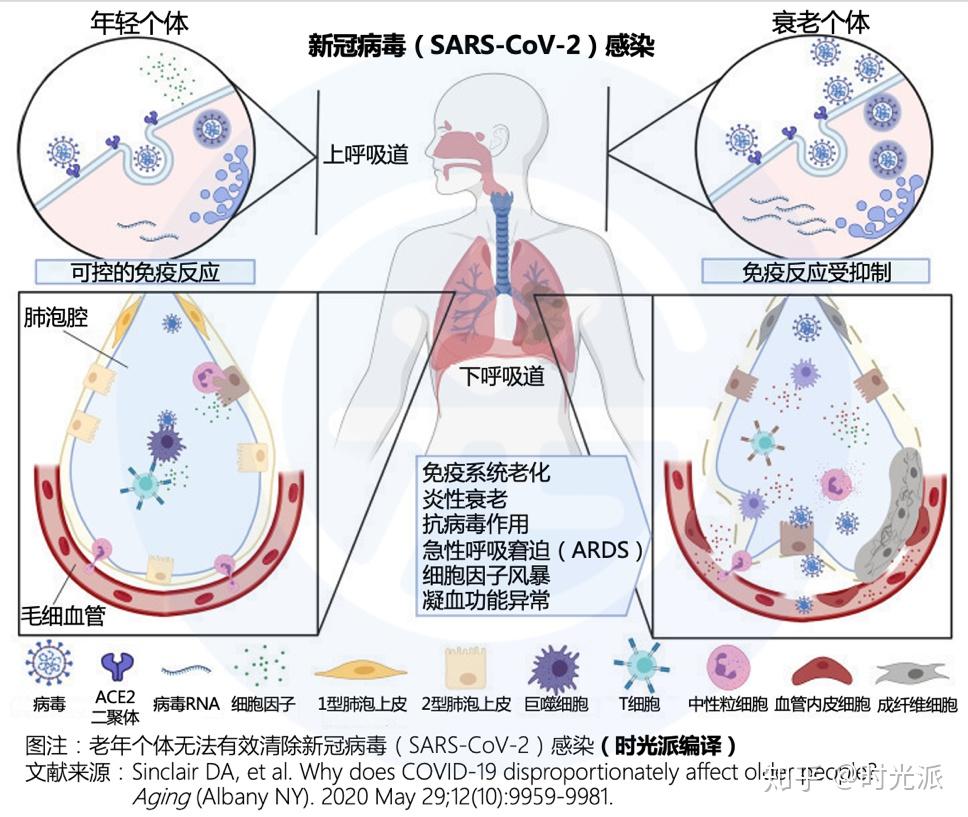 免疫系统在抑制和清除新冠病毒(sars