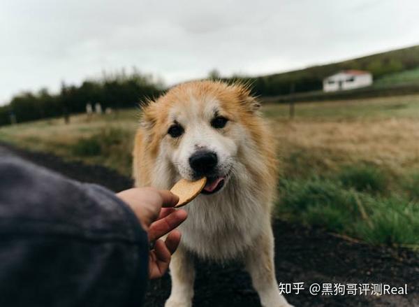 根据行为方法训练狗 知乎