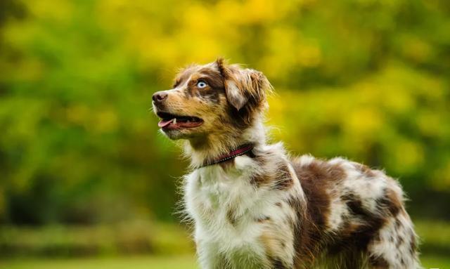 很多人並不知道及瞭解澳大利亞牧羊犬澳牧說一下你對澳牧這個犬種的