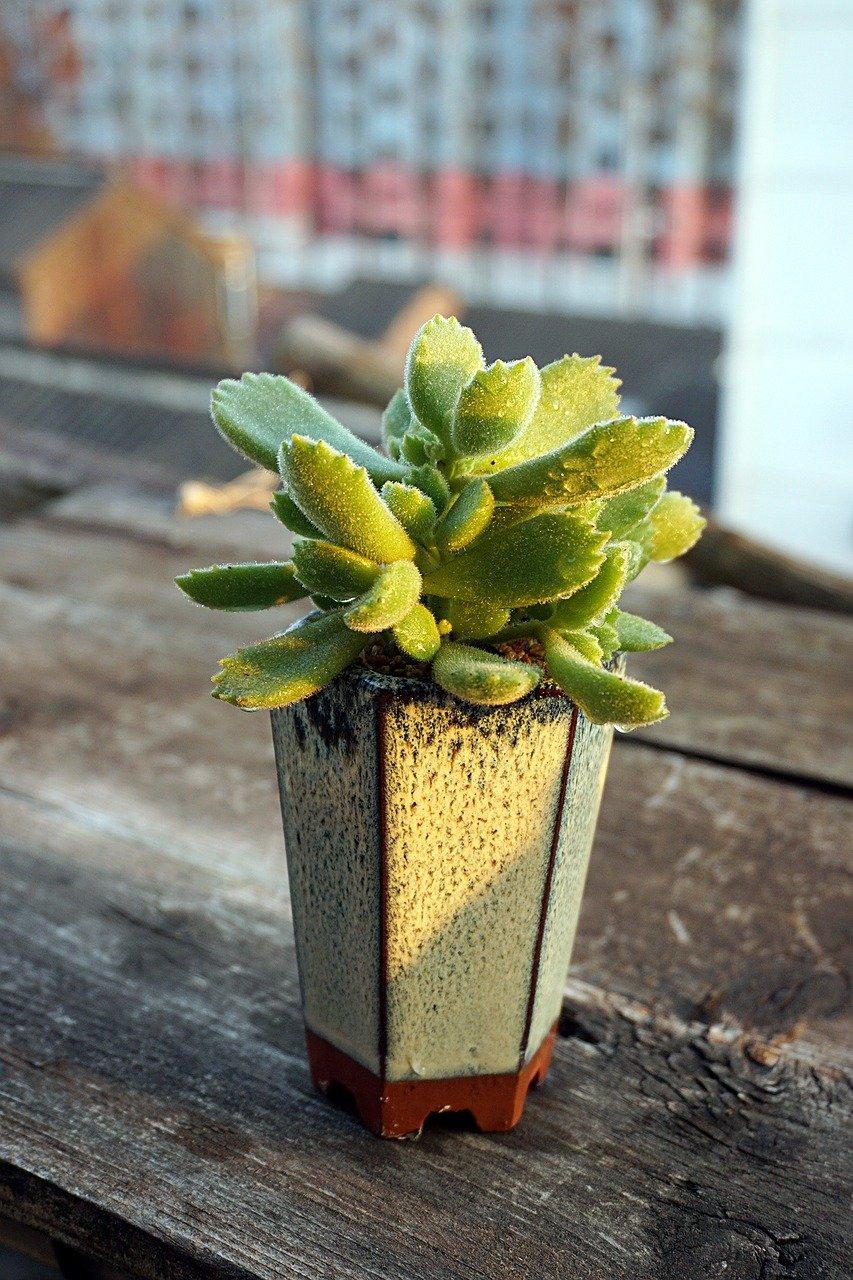 1. 最佳叶插季节