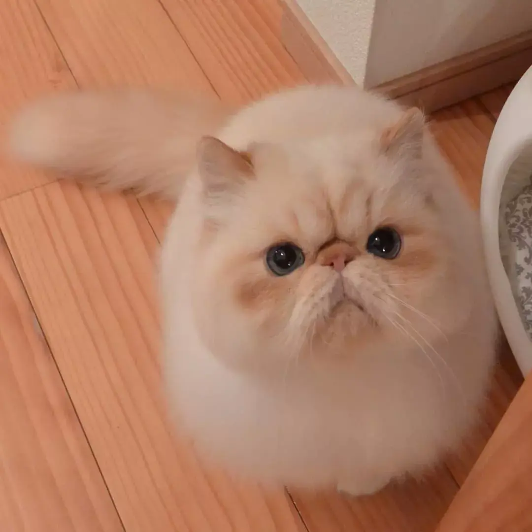 ins这只满脸写着不开心的小胖猫却让网友大呼可爱