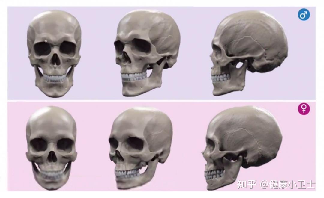 男与女在面部骨骼上有哪些特征? 