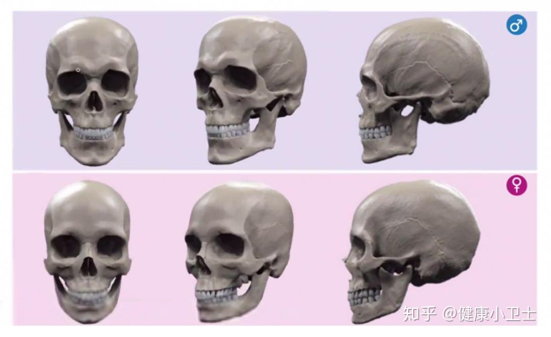 男与女在面部骨骼上有哪些特征? - 知乎