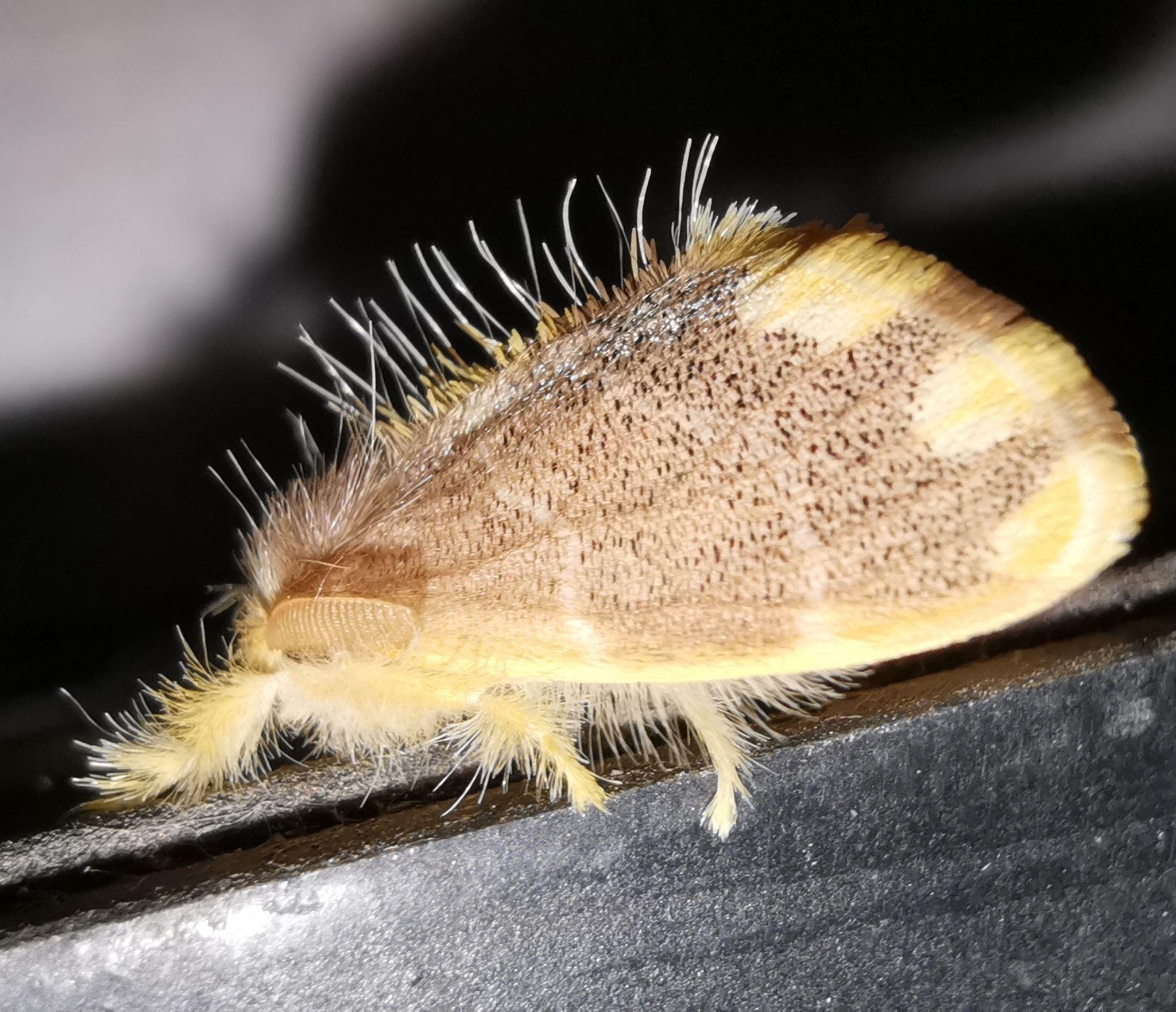 这是什么虫,还会飞看起来有点金黄色? - 知乎