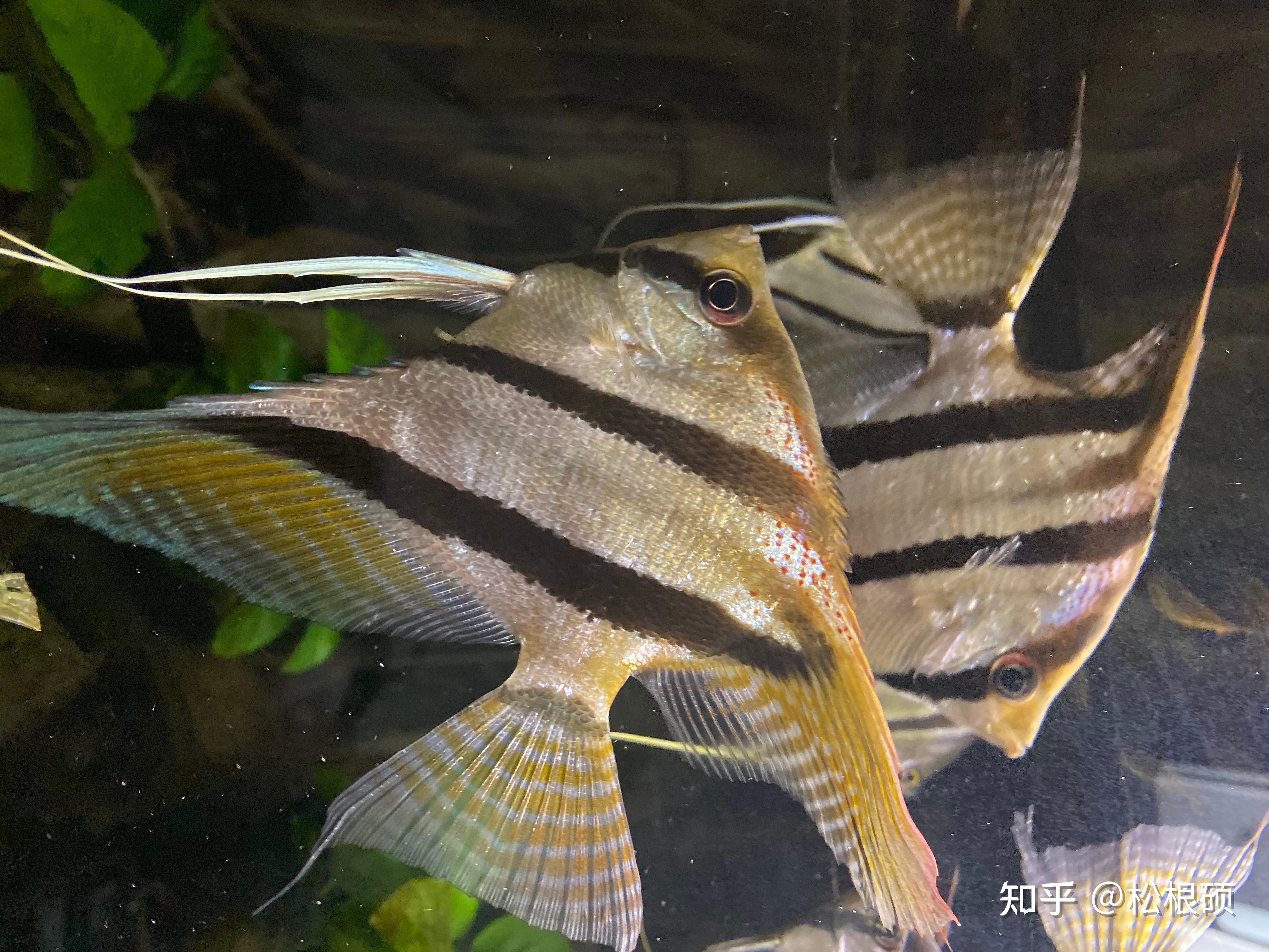 来自巴西的圣伊莎贝尔斯卡