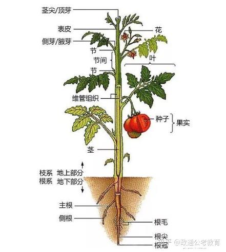 常识积累 植物的秘密 知乎