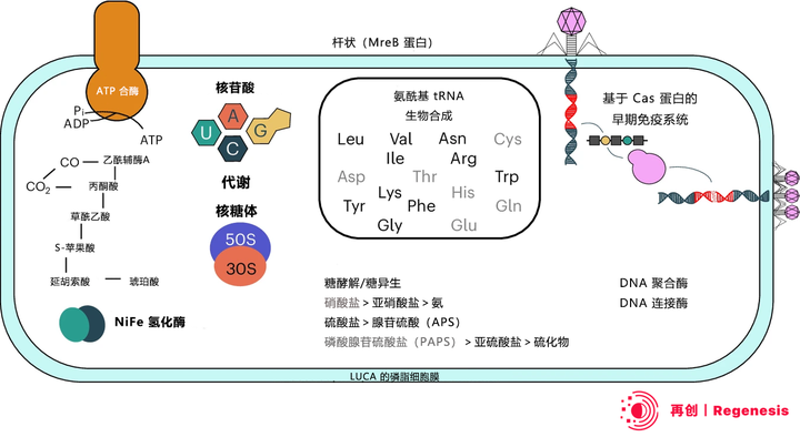 手性氨基酸图片