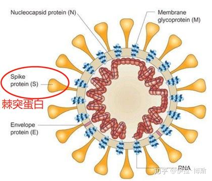 绝对能看懂的科普向sarsmers以及冠状病毒简易科普