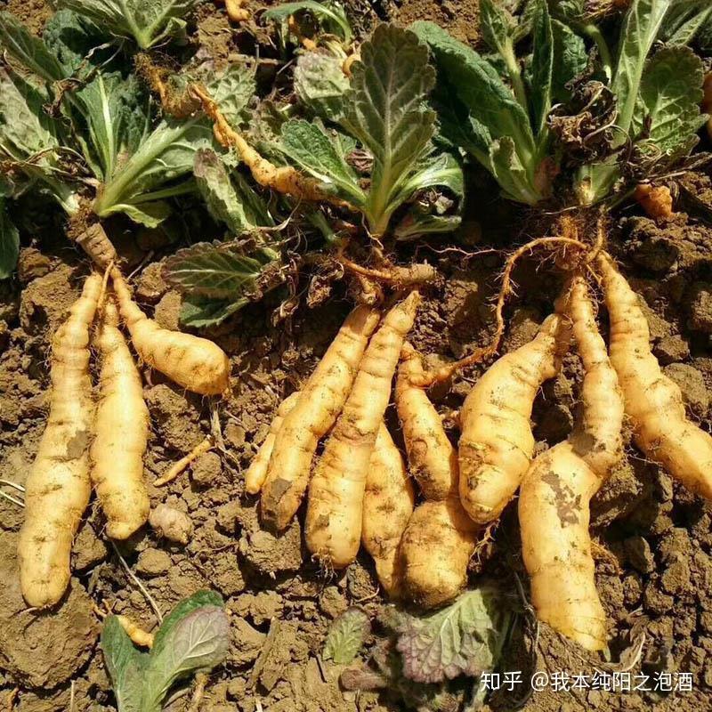 生地别名：生地黄、甜酒棵功效与作用鲜地黄：清热、生津、凉血;生地黄：