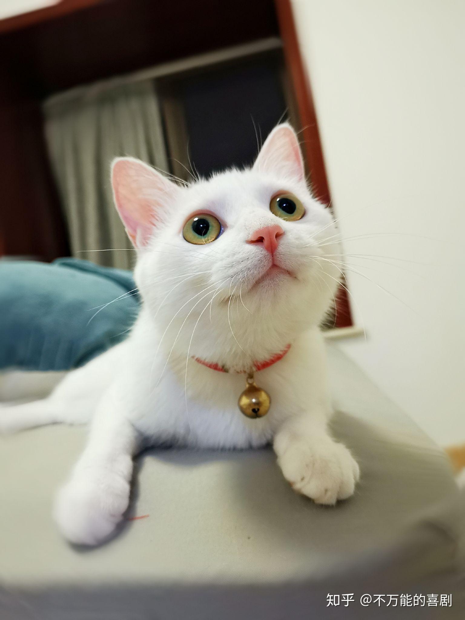 你家猫咪最萌的照片可以让我看看吗?