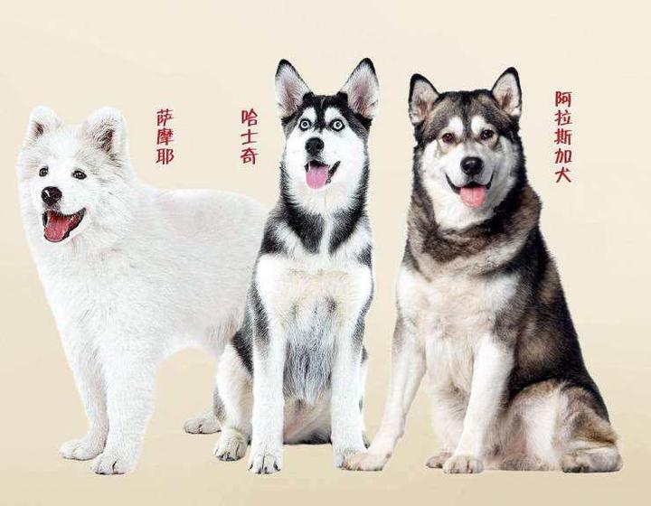 你知道为什么雪橇三傻这么傻吗？ - 知乎