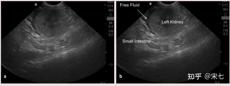 猫传腹(fip)的影像诊断