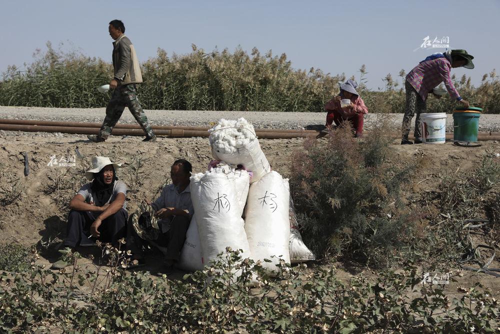 在人间去新疆摘棉花