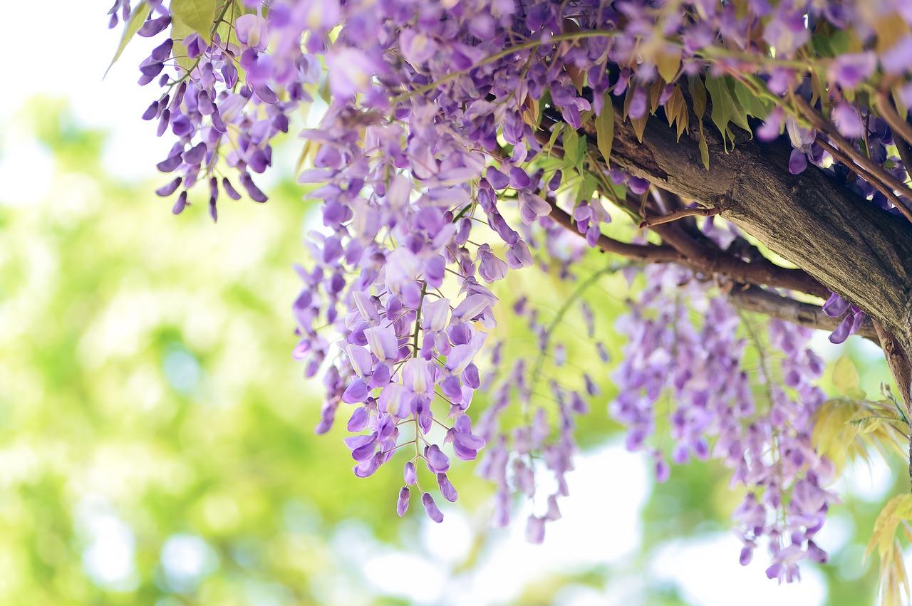 紫藤萝图片背景图片图片