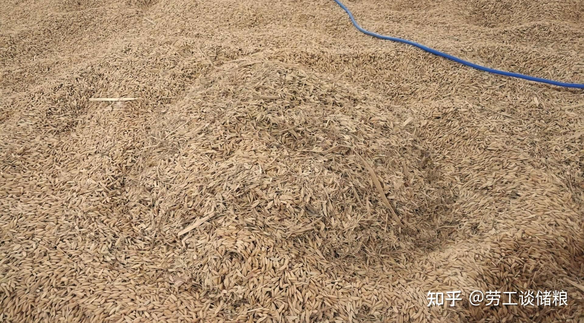 异常粮情的判断与处理：2、引起粮食发热的因素 - 知乎
