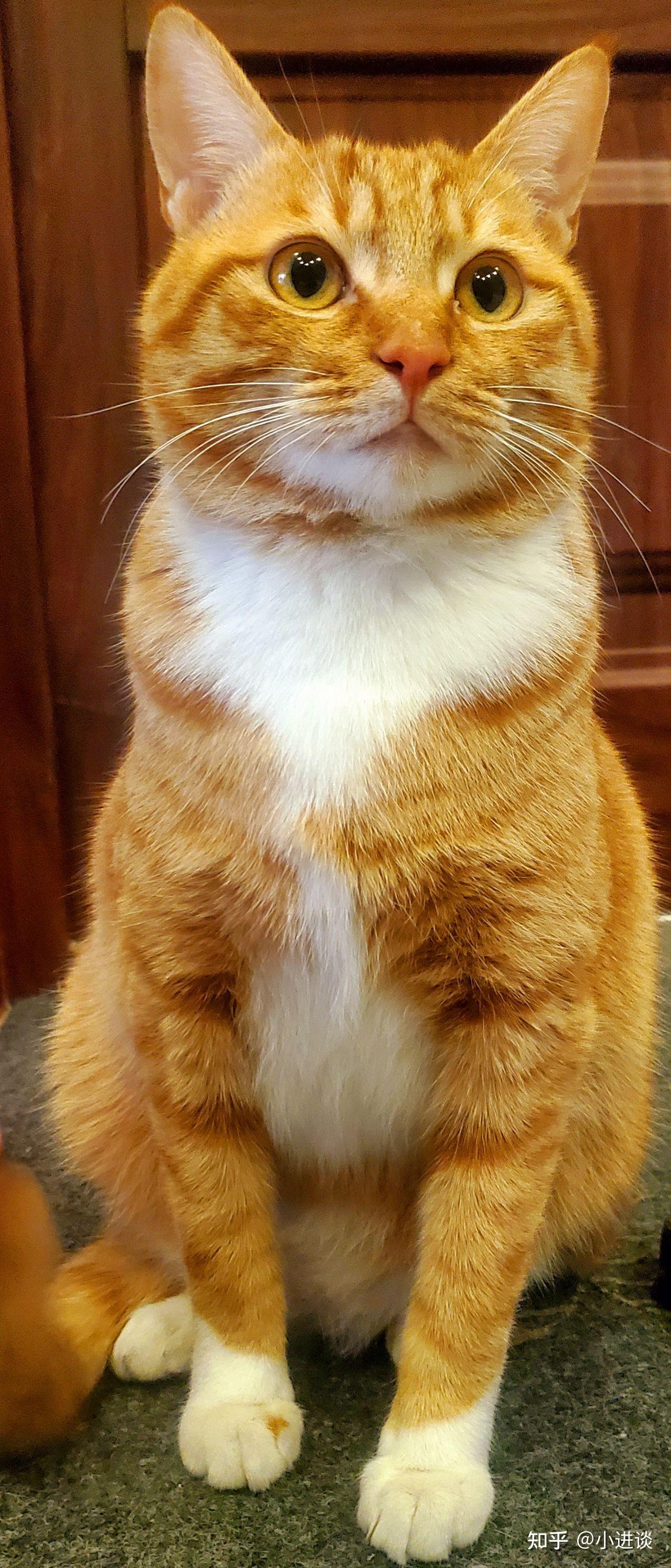 土猫田园猫真的没品种猫好看吗