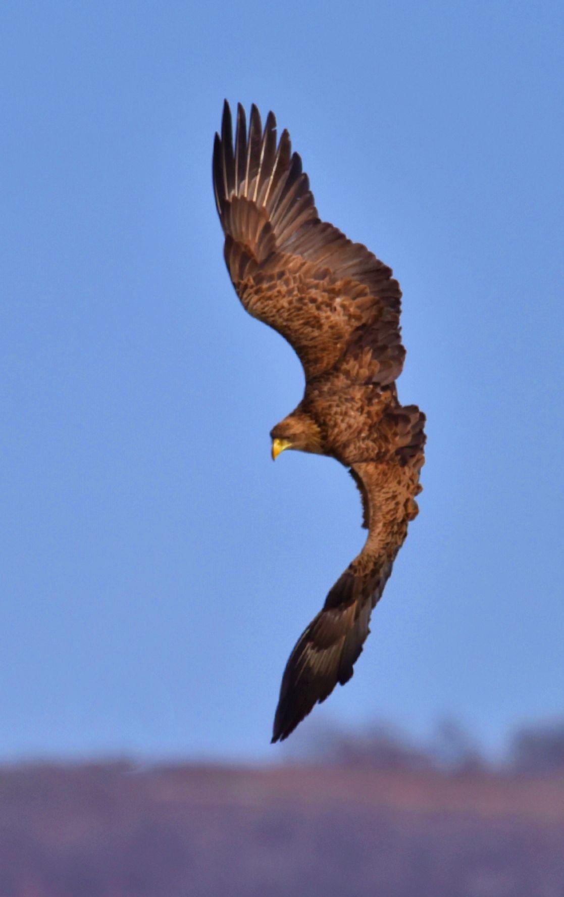 金雕展翅 - 知乎