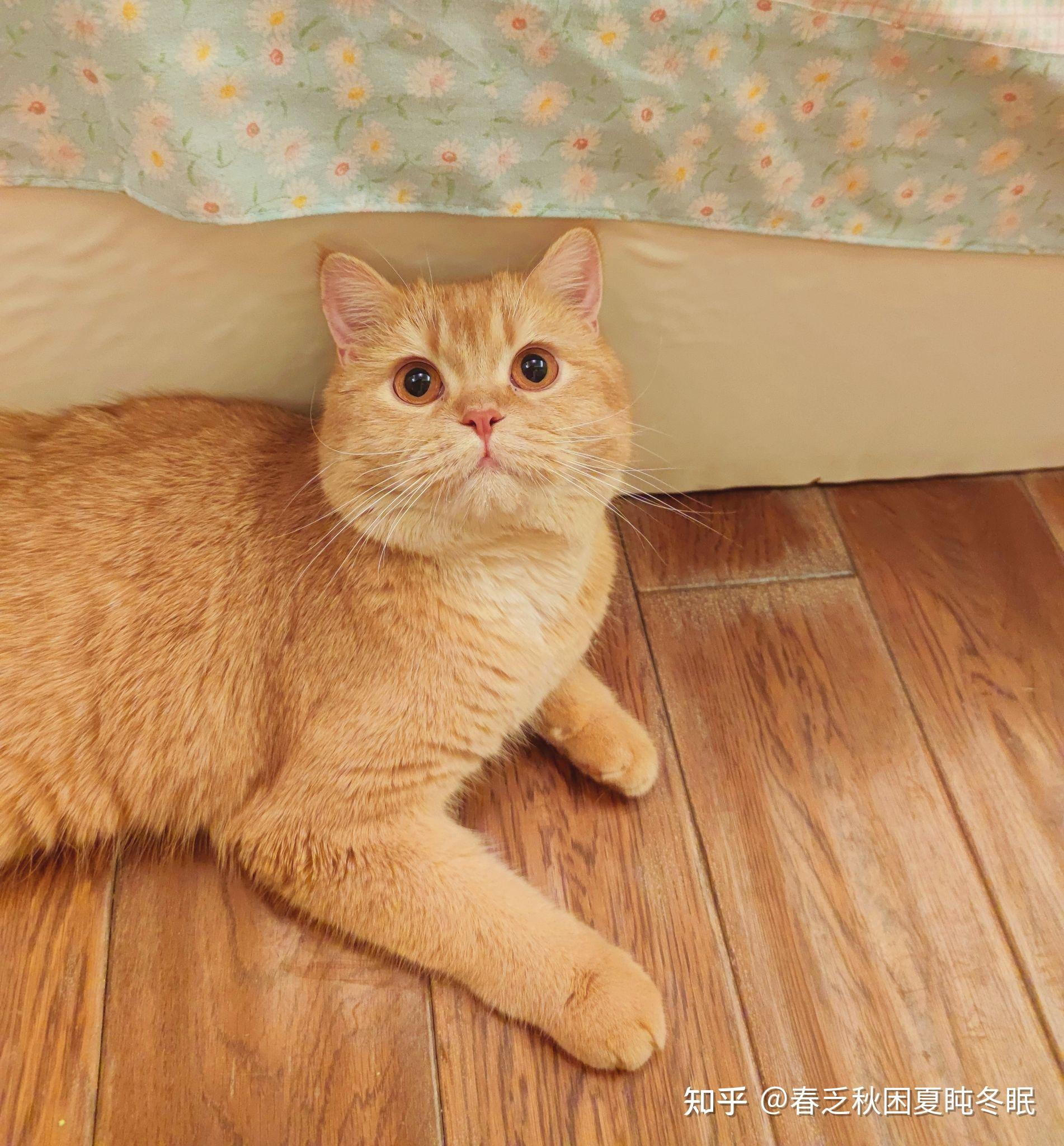 买到一只橘色英短是什么体验?