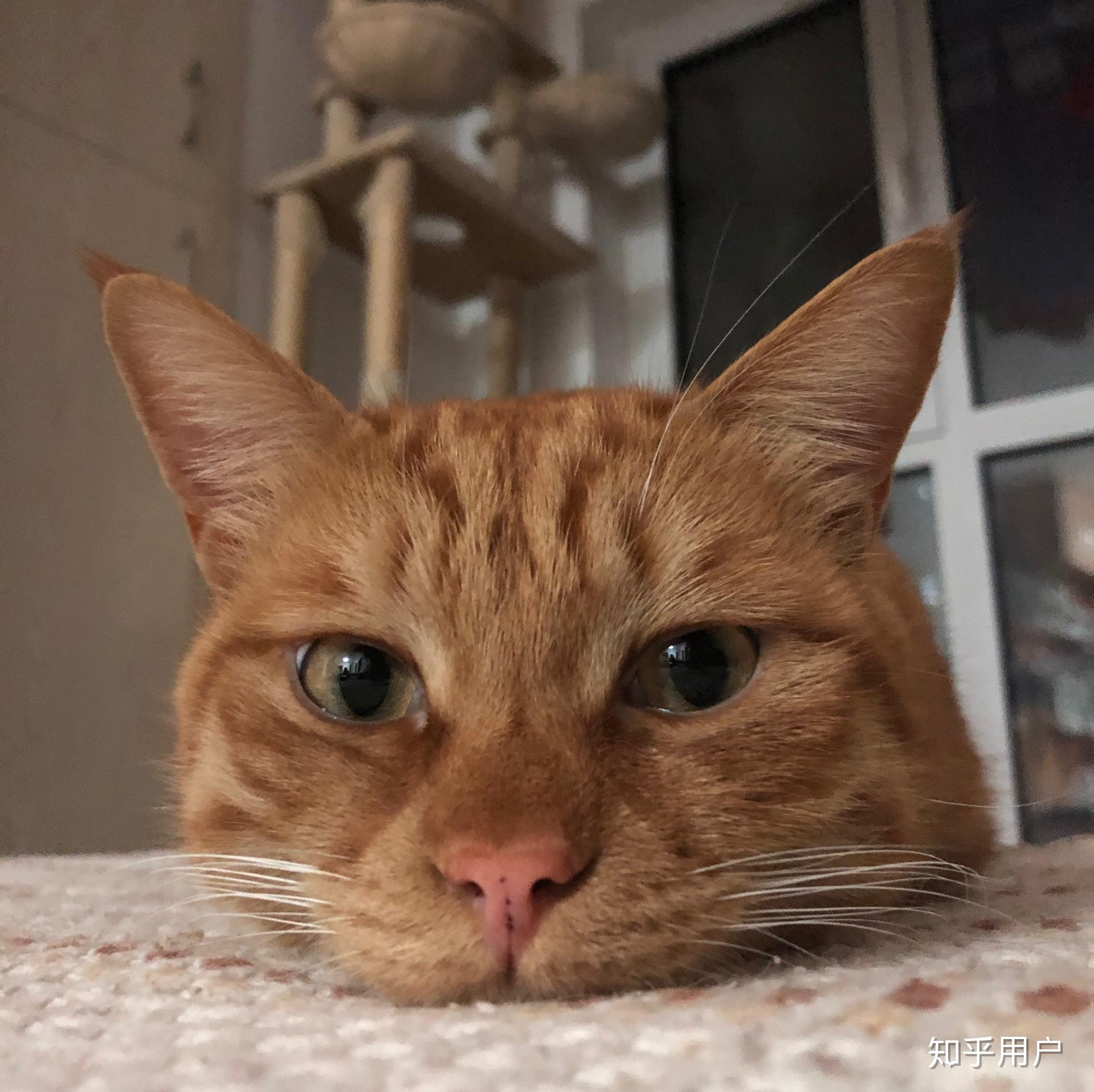 这各耳朵外翻的长毛橘猫是什么品种啊