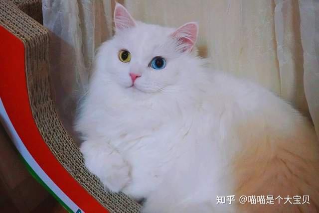 山东狮子猫,颜值不输布偶猫,养一只真香 - 知乎