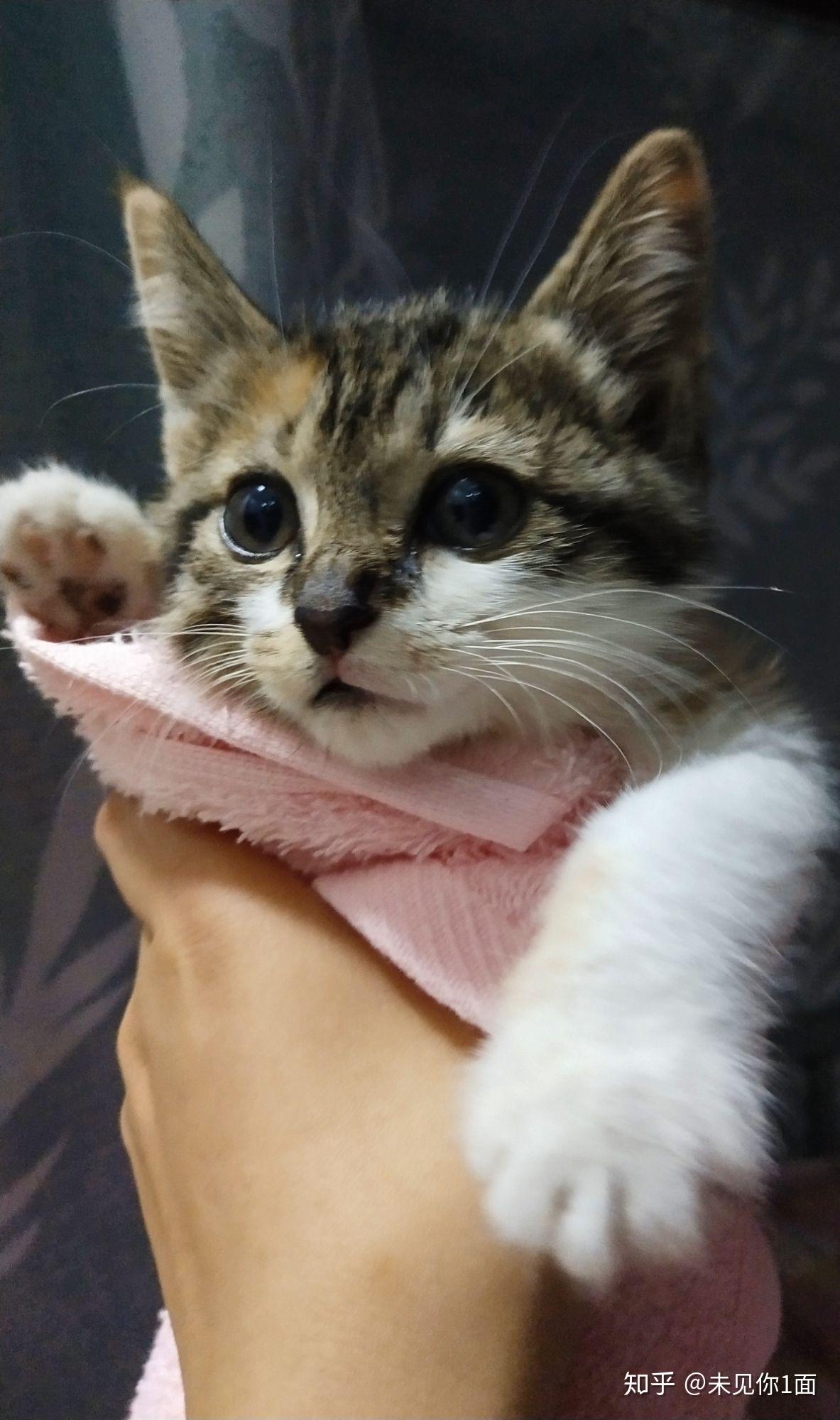 养六个月以下的小奶猫是怎样的体验