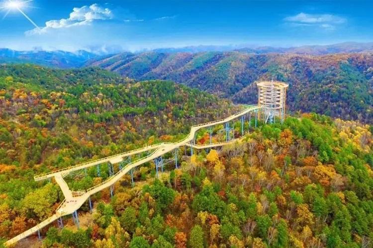 陕西省黄龙县树顶漫步自然教育营地栈道从离地3米处至24米的高空过程