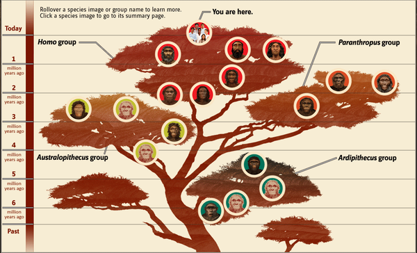人類進化樹 圖片來源網絡