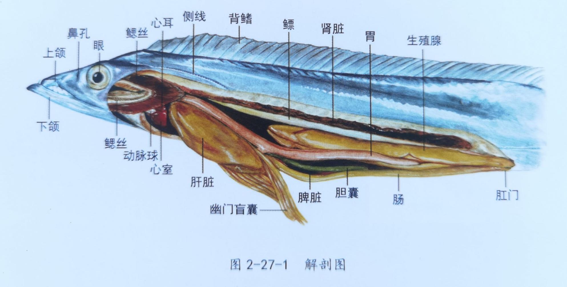 带鱼内脏图图片