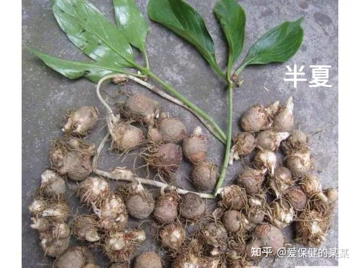 一起来看化痰止咳平喘药——半夏 - 知乎