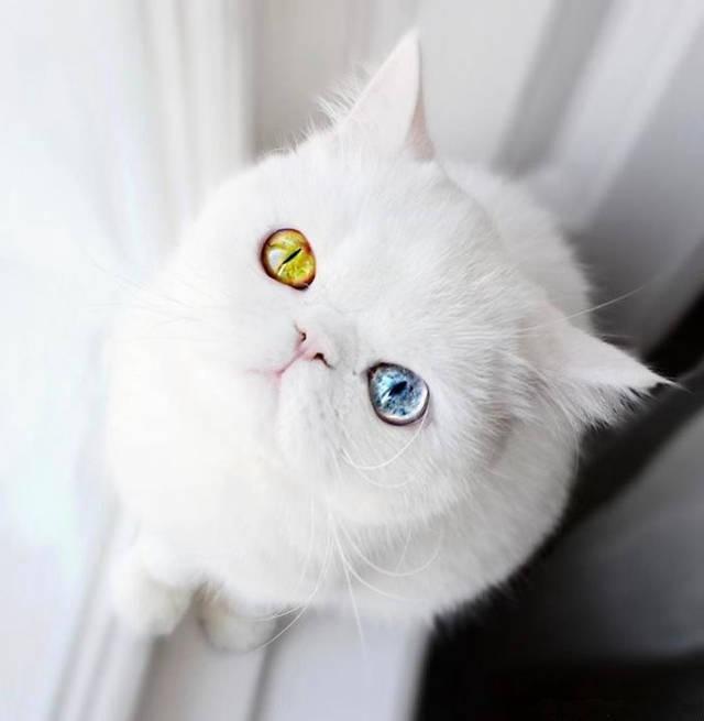 阴阳眼的猫咪 藏有什么秘密 知乎 阴阳眼的猫咪 藏有什么秘密 知乎