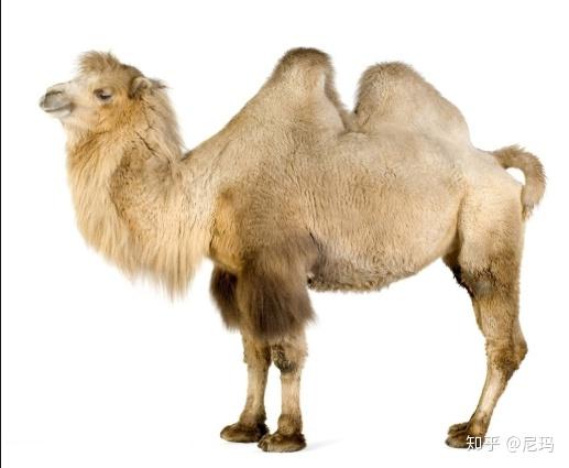 驼峰里面是什么