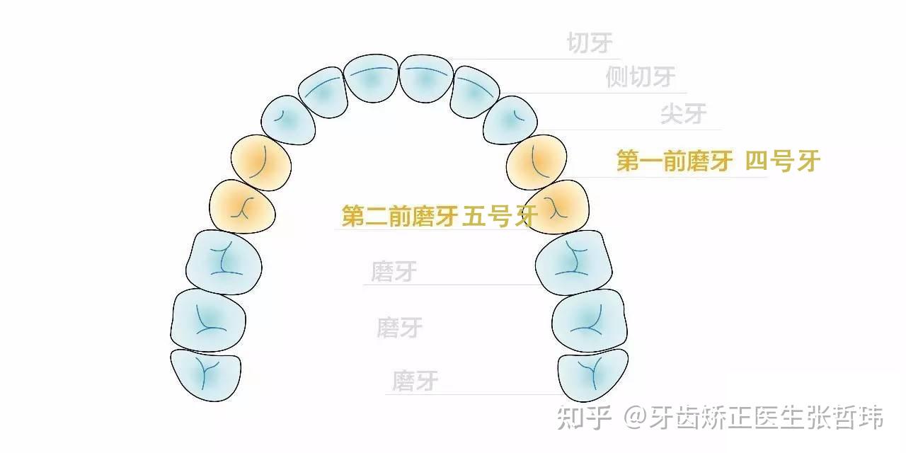 健康状况:4号牙或5号牙中