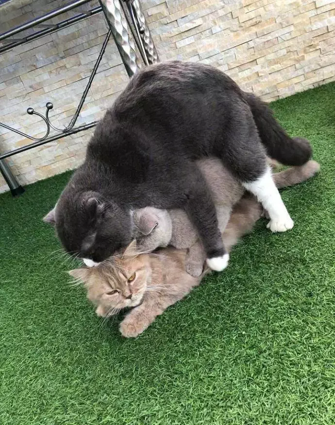 猫咪开车喵呜污污污污污