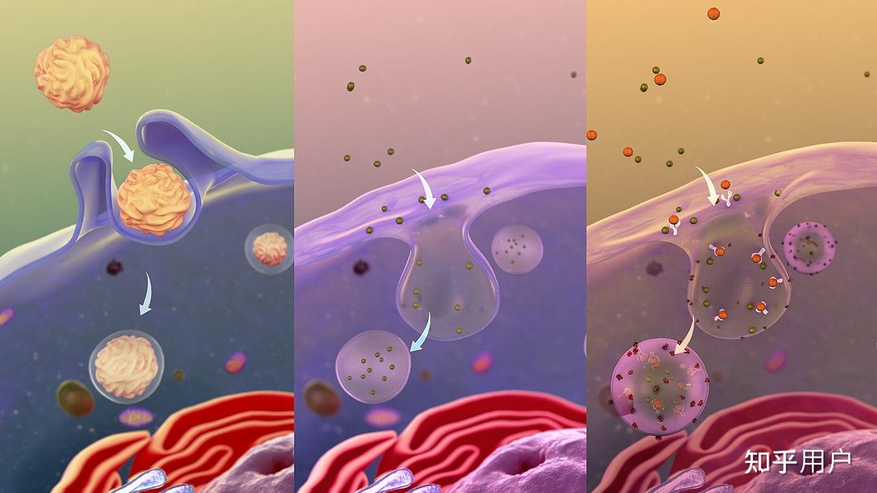胞吞胞吐动画演示图片