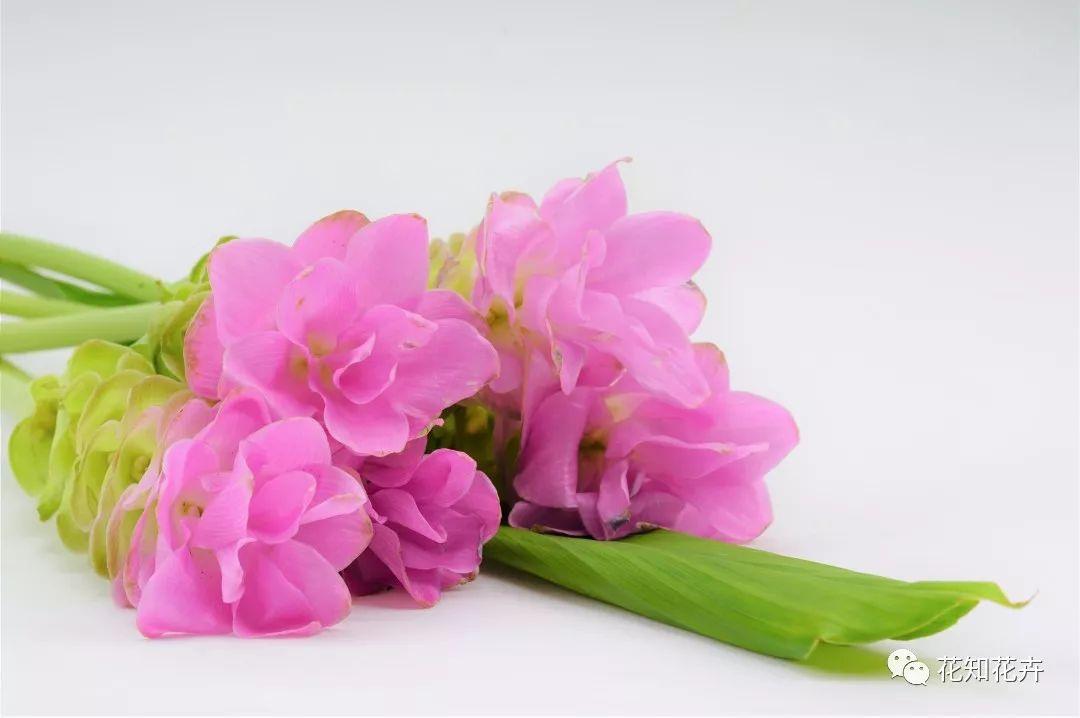 姜花是个什么鬼 它和姜荷花 生姜有半毛钱的关系没 知乎 姜花是个什么鬼 它和姜荷花 生姜有半毛钱的关系没 知乎