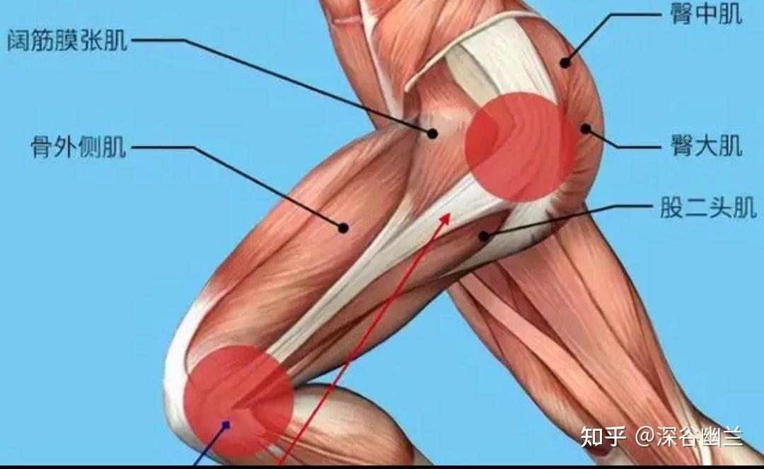 肌筋膜线之体侧线